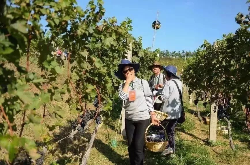 烟台的葡萄熟了！葡萄酒庄采摘节来了！蓬莱这些酒庄，约你来采摘！