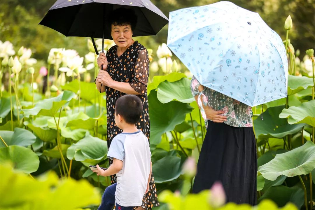 烟台这些地方，荷花已开成海！美出新高度，现在去刚刚好！