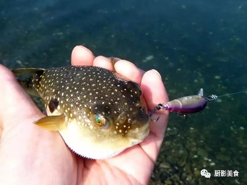 此魚已到最毒時!煙臺有人誤食身亡,孫子不在家逃過一劫